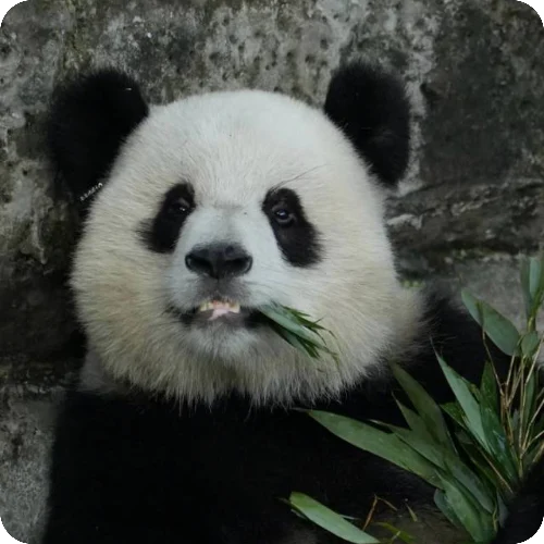 明瑶