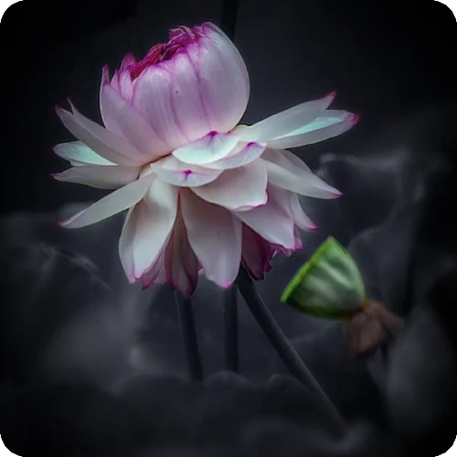 王安柱