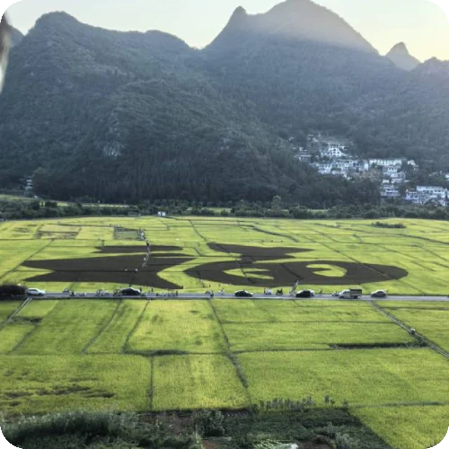 高彩霞