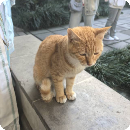 科普，顾赛华专家医生头像