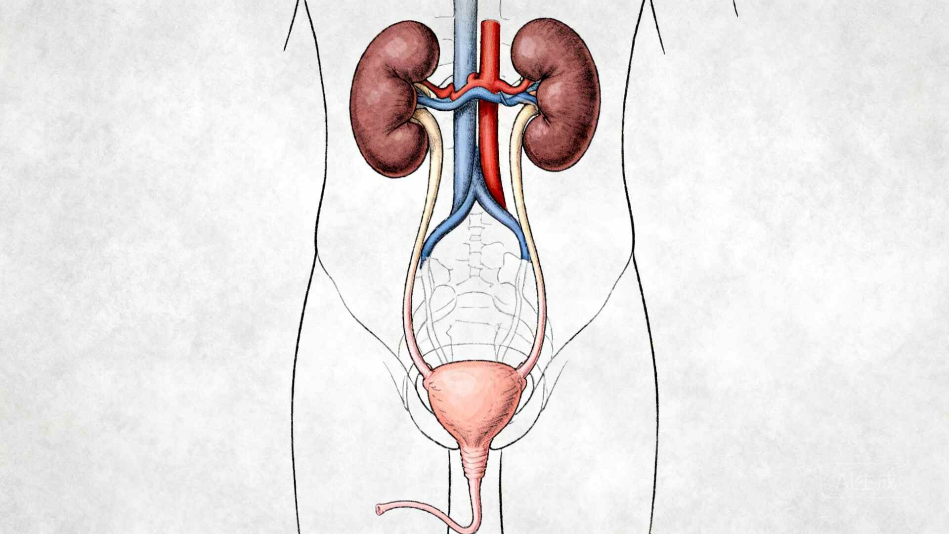 科普，<span style="color: #da4707">膀胱癌</span>：基础<span style="color: #da4707">知识</span>、症状识别与应对策略