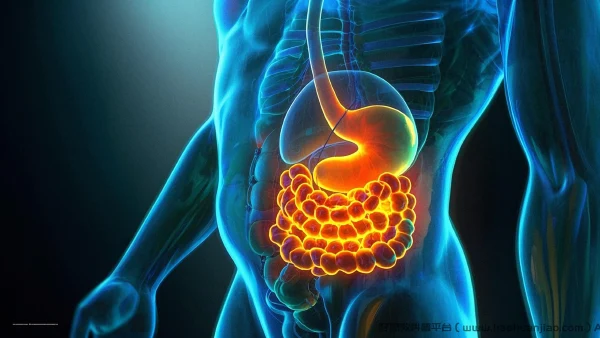 腹胀疾病的全面解析:从诊断到治疗