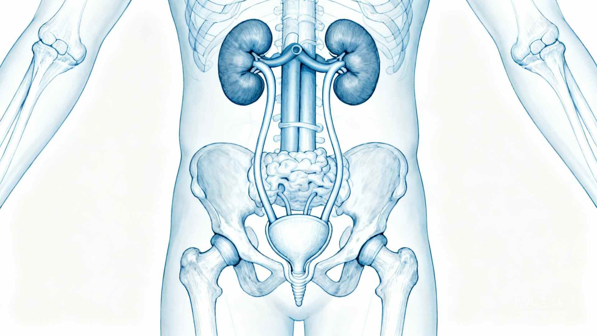 科普，泌尿道感染的真相与应对指南封面图