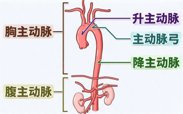 综合解读高血压、糖尿病及降主动脉瘤的诊治与管理