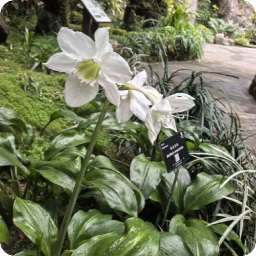 陶丽梅